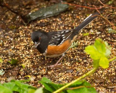 Spotted Towhee