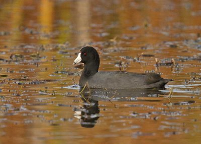 American Coot