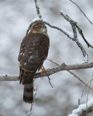 Sharp-shinned Hawk