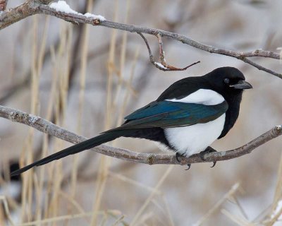 Black-billed Magpie