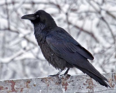Raven in winter