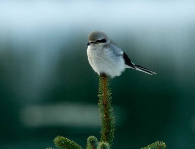 Northern Shrike