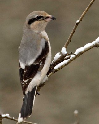 It keeps coming back - Northern Shrike