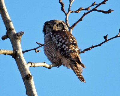 Northern Hawk Owl