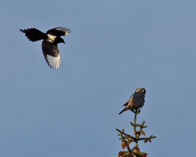 Black-billed magpie dive bombing the Northern Hawk Owl
