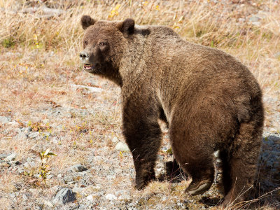 Grizzly Bear in the Interior
