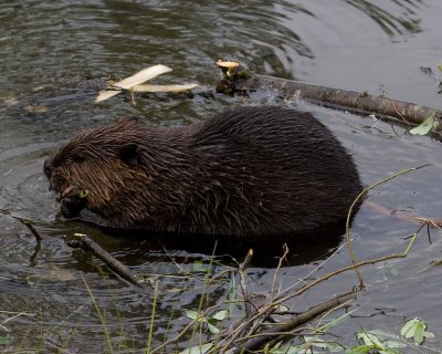 Beaver in pond