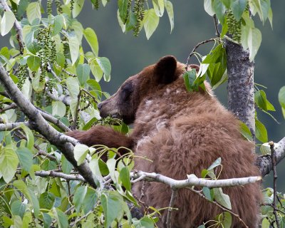 Bear in a cottonwood tree eating sead pods