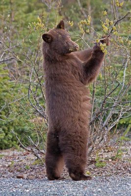 May 19th and the little cinnamon black bear is back at Steep Creek