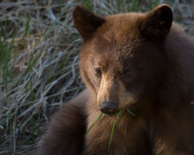 The sow black bear and two cubs are back, this is the cinnamon phase cub