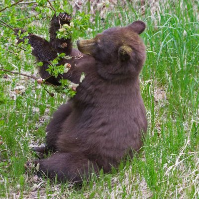 Bear sitting down, eating willow leaves and catkins, notice the pollen on it's head