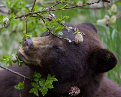Close up of the same bears face as it eats a willow catkin