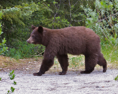 This little bear is making almost daily appearances at the Mendenhall Glacier