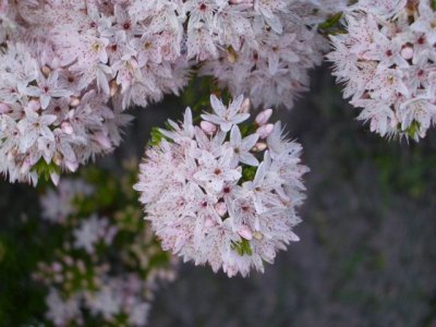 KangarooIsland_Flora9082.JPG