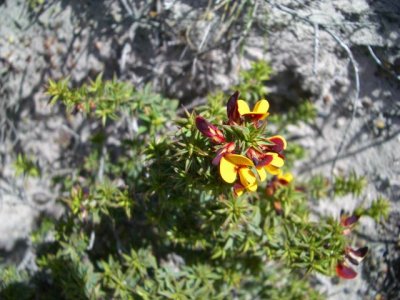 KangarooIsland_Flora9084.JPG