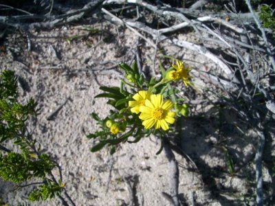 KangarooIsland_Flora9085.JPG