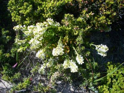 KangarooIsland_Flora9086.JPG