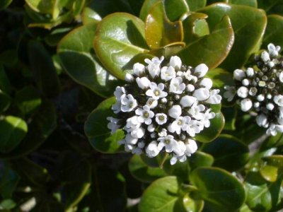KangarooIsland_Flora9087.JPG