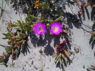 KangarooIsland_Flora9088.JPG