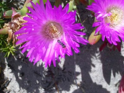 KangarooIsland_Flora9089.JPG