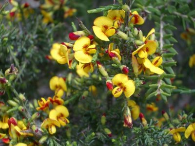 KangarooIsland_Flora9090.JPG