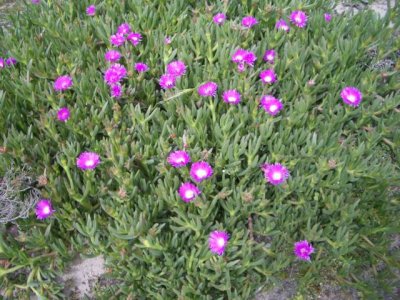 KangarooIsland_Flora9091.JPG