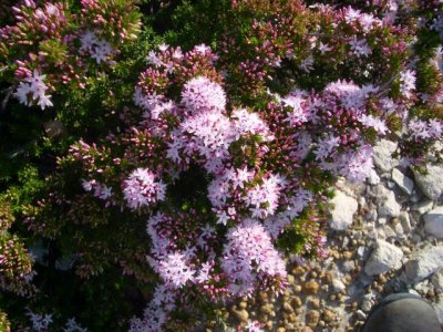 KangarooIsland_Flora9092.JPG