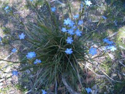 KangarooIsland_Flora9094.JPG
