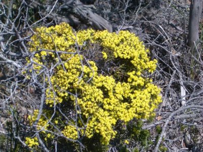 KangarooIsland_Flora9095.JPG