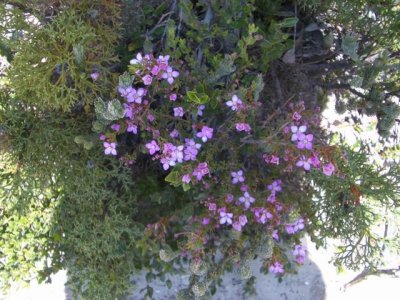 KangarooIsland_Flora9096.JPG