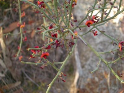 KangarooIsland_Flora9097.JPG