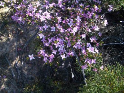 KangarooIsland_Flora9098.JPG