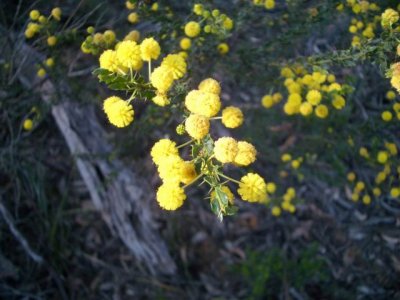 KangarooIsland_Flora9099.JPG