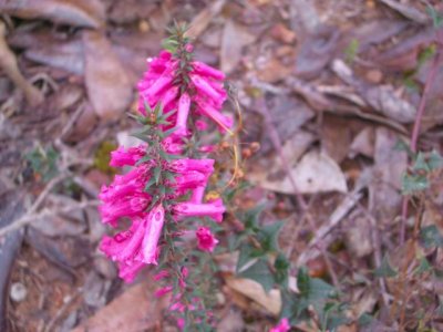 KangarooIsland_Flora9100.JPG