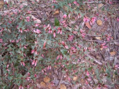 KangarooIsland_Flora9101.JPG