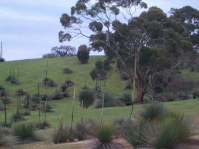 KangarooIsland_Flora9102.JPG