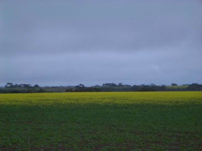 KangarooIsland_Flora_Canola9286.JPG