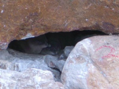 KangarooIsland_KingscotePenguinRookery8951.JPG