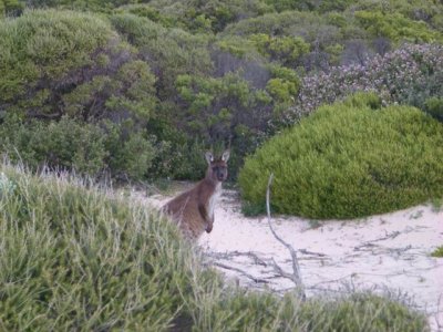 KangarooIsland_Kangaroo9073.JPG