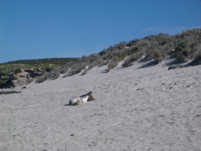 KangarooIsland_SeaLions@SealBay8982.JPG