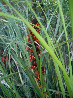 OrangeGrassSeeds9357 (1).JPG