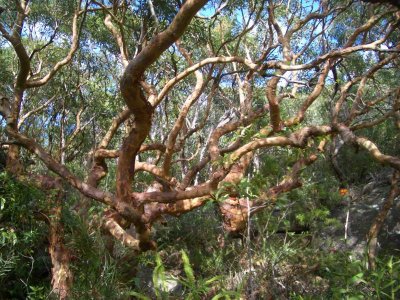 SydneyRedGum.jpg