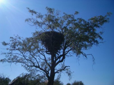 Nest5.jpg