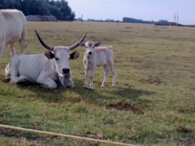 HortabagyZooCattle_032.jpg