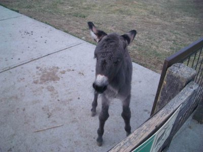 ZooBabyDonkey9479.JPG