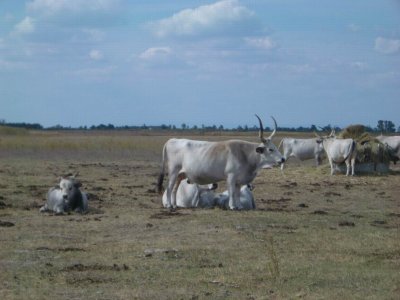 ZooHungarianGreyCattle9485.JPG