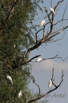 Egrets.jpg