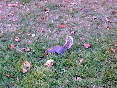 Squirrel_006.jpg
