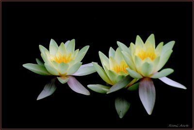 macro