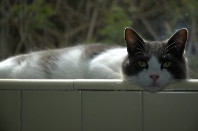 02.21.09::the danza on his perch